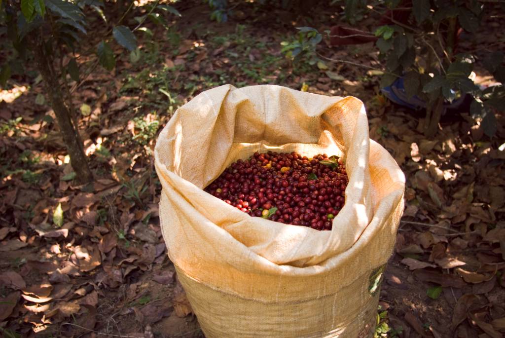  Brasil deixa de embarcar 454 mil sacas de café em junho com esgotamento portuário