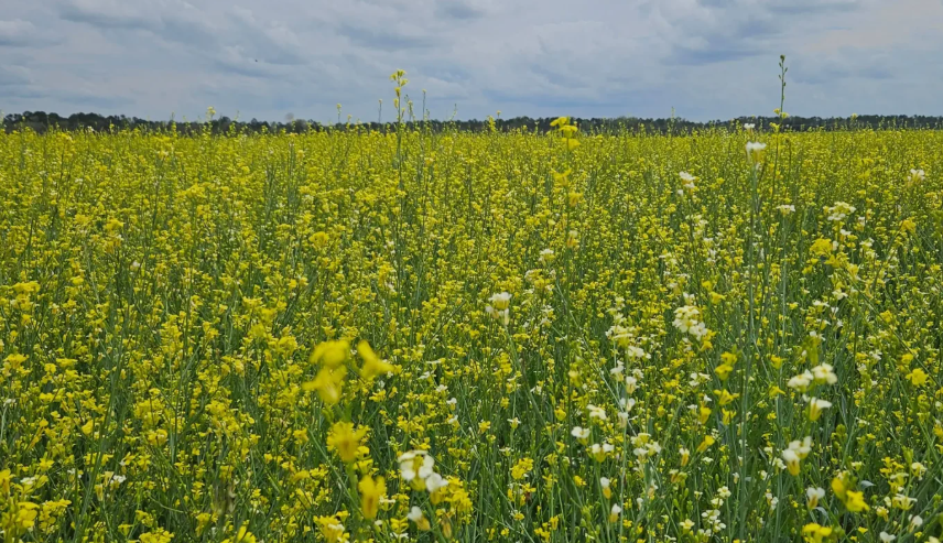 Visando diversificar safra agrícola, Governo posterga recolhimento do ICMS da carinata e outros 5 produtos