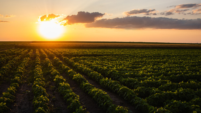 Alta umidade do solo cria ambiente favorável para desenvolvimento da safra verão, aponta EarthDaily