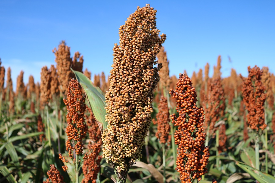 Sorgo granífero traz segurança para segunda safra no Mato Grosso do Sul