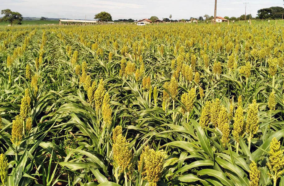 Brasil e China firmam acordo de pré-listing para exportação de sorgo