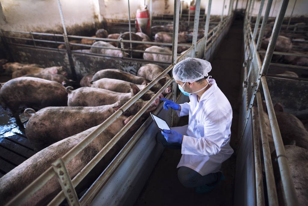 Poder de compra do suinocultor volta a cair