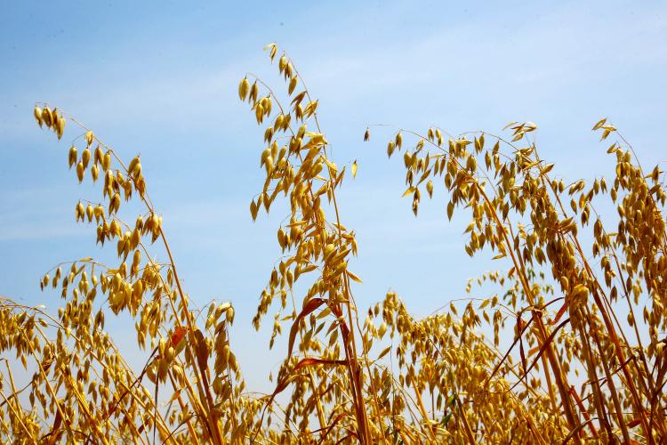 Paraná abre apoio financeiro para seguro rural de aveia, cevada e trigo