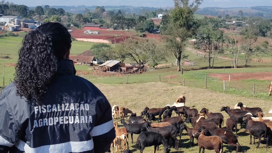 Serviço veterinário oficial do RS: protagonista na erradicação da aftosa sem vacinação
