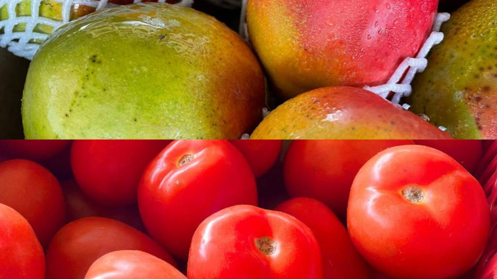 Pico na colheita faz preço da manga despencar; tomate e cebola também ficam mais baratos na CEASA/MS 