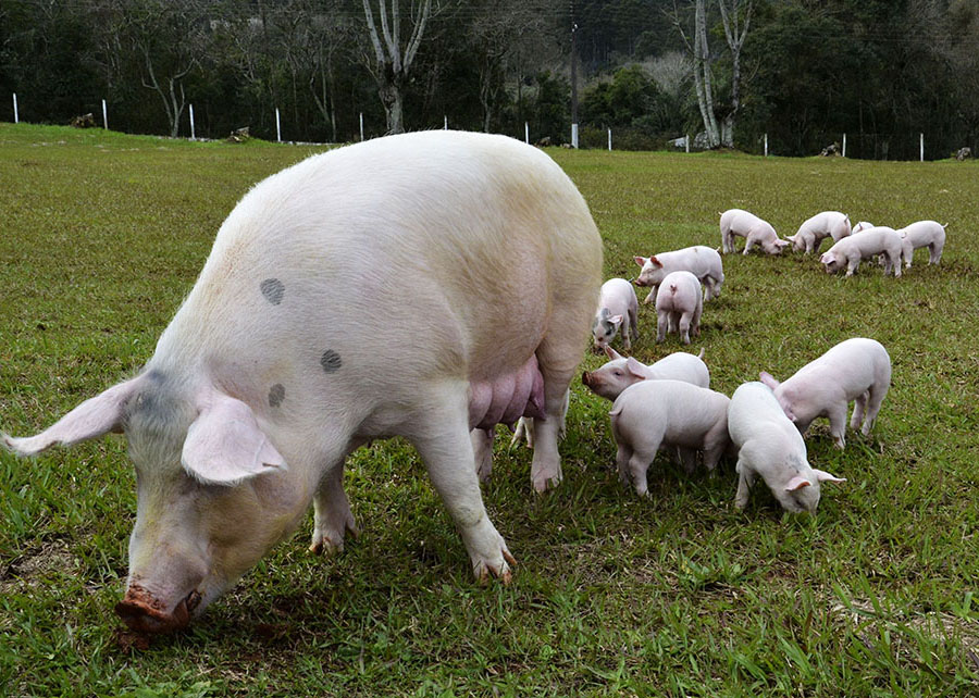 Poder de compra do suinocultor paulista melhora com alta do suíno e queda dos insumos