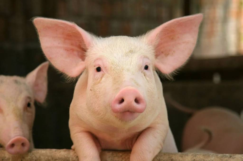 Carne suína perde espaço frente ao frango em junho