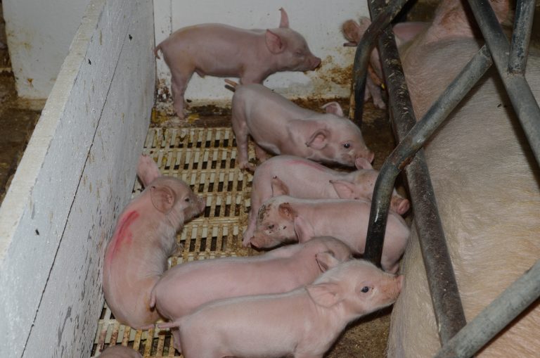 Pecuária impulsiona PIB catarinense com alta em frango e suíno