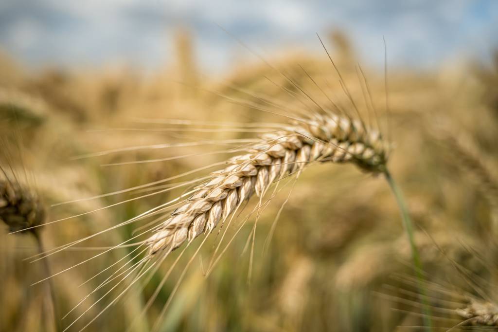 EUA vendem 567,8 mil toneladas de trigo da safra 2025/26 na semana, diz USDA