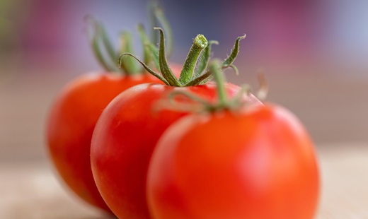 Safra de verão de tomate em caxias do sul (RS) chega ao fim com rentabilidade aquém das expectativas