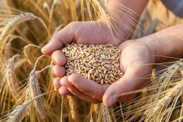 Produtores de trigo do Paraná aceleram semeadura, mas preços mostram estabilidade