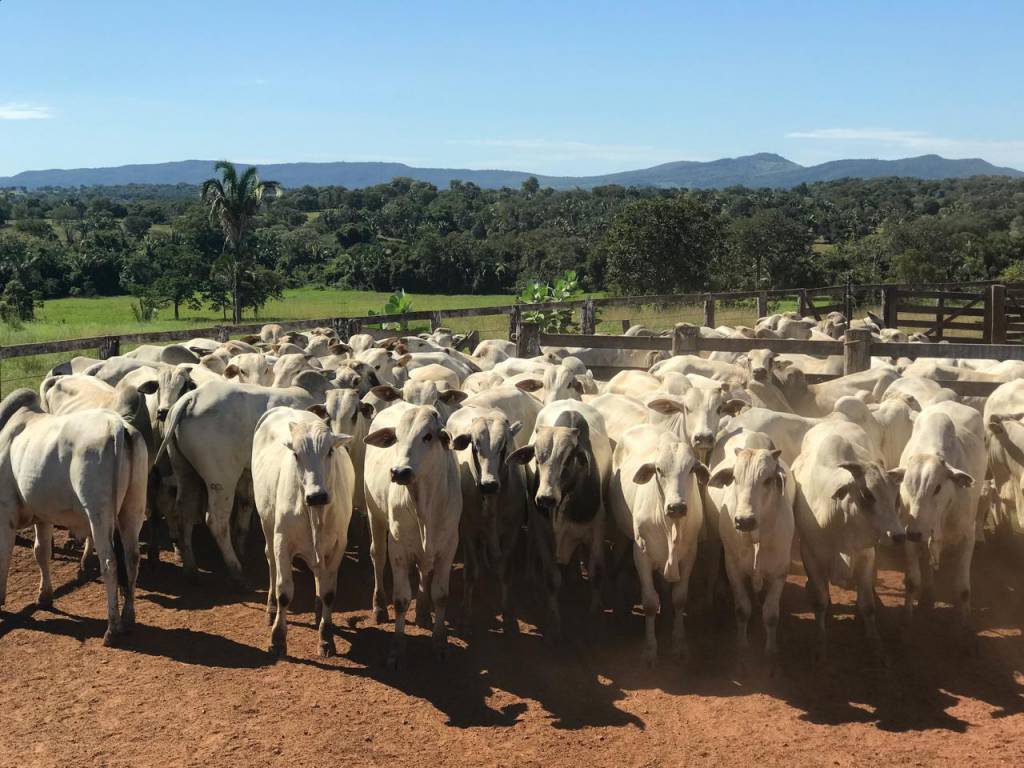 Agrodefesa prorroga até 25 de junho o prazo para vacinação obrigatória contra raiva dos herbívoros em Goiás