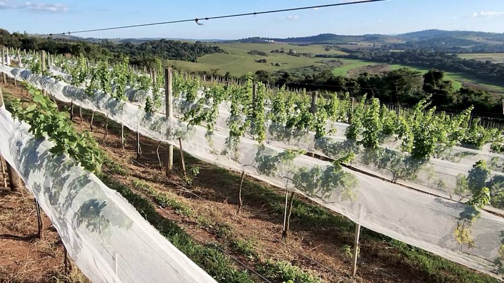 Vinhos finos são produzidos a 800 metros acima do nível do mar com duas podas