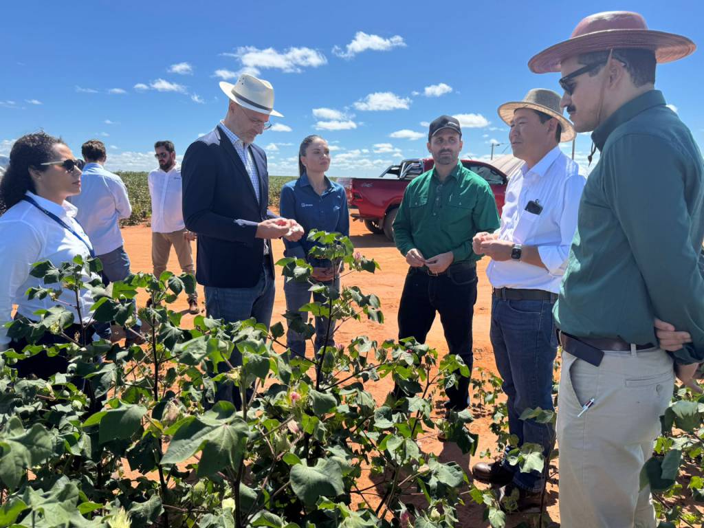 Better Cotton propõe parceria para combater desinformação sobre o algodão brasileiro