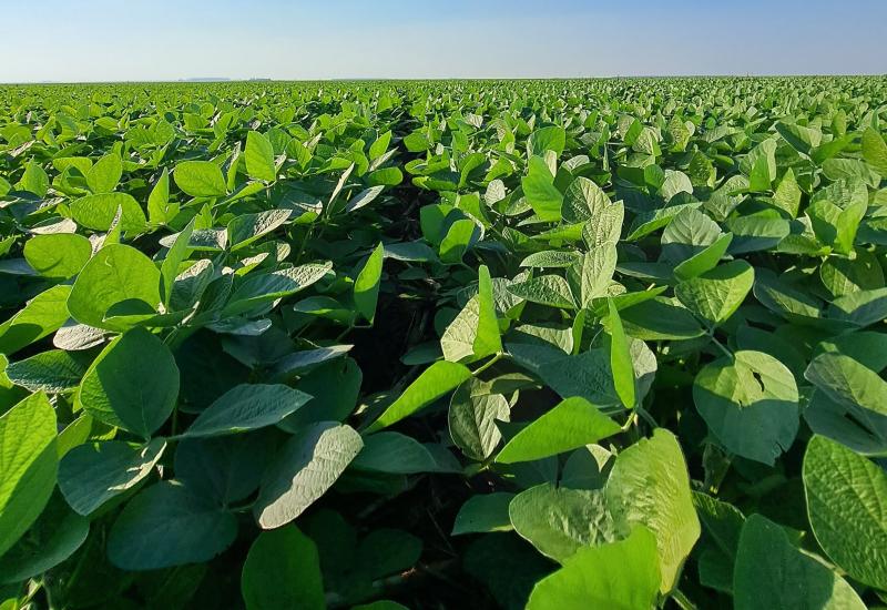 Plantio da safra de soja 2025/2026 é finalizado em Mato Grosso do Sul