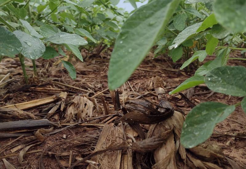 Expectativa positiva, mas com atenção ao clima: panorama para a safra de soja 2025/2026 em Mato Grosso do Sul