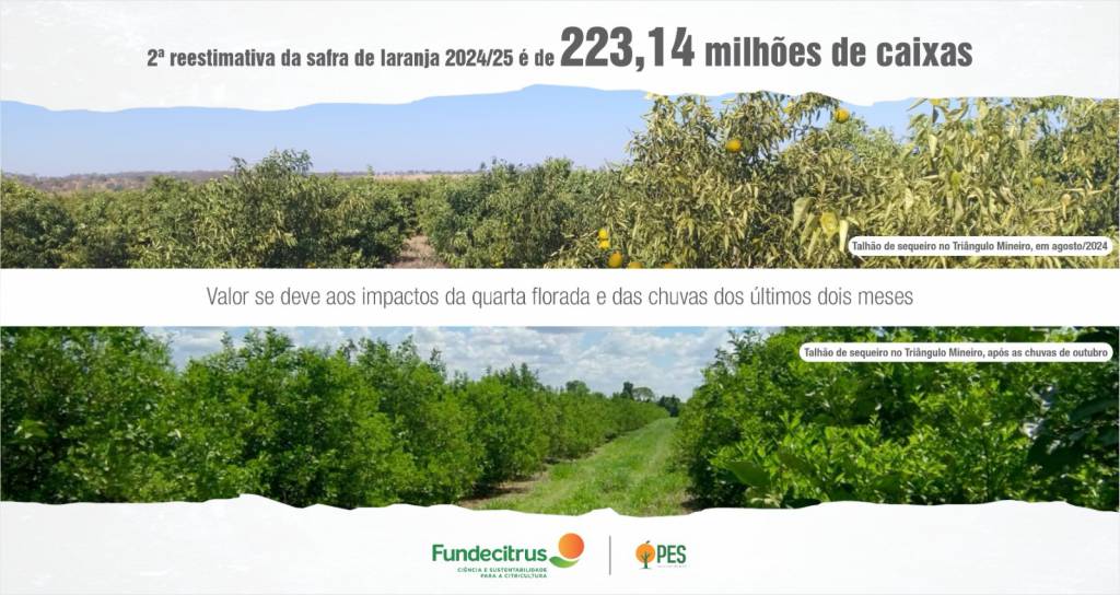 Reestimativa da safra de 2024/25 aponta produção de 223,14 milhões de caixas de laranja em SP e MG