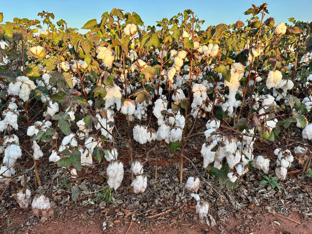 Pesquisadores avaliam efeitos do frio e do excesso de chuva na safra de algodão em Mato Grosso