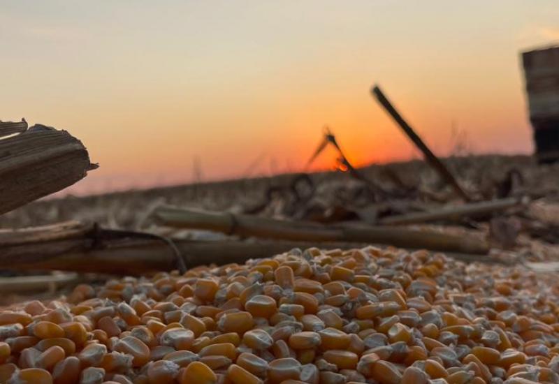 Soja e milho puxam crescimento do campo e elevam produção em MS