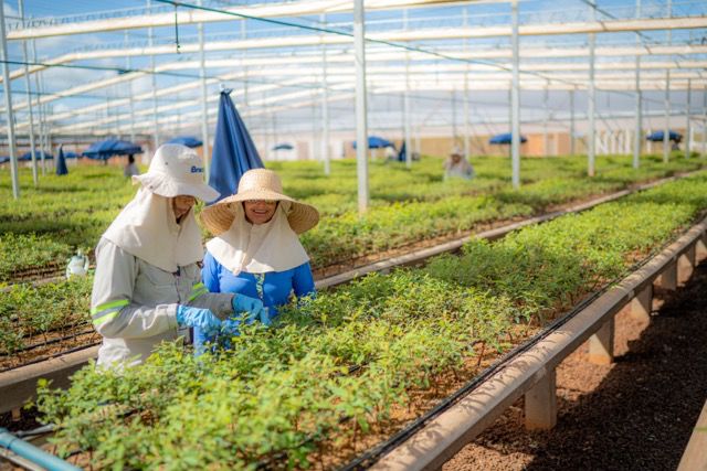 MS Florestal promove mutirão de contratações em Água Clara/MS