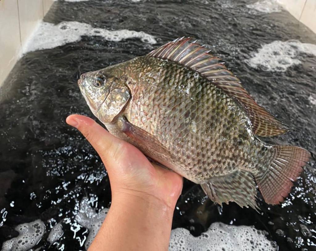 Coopavel inicia o abate de peixes criados por seu primeiro integrado