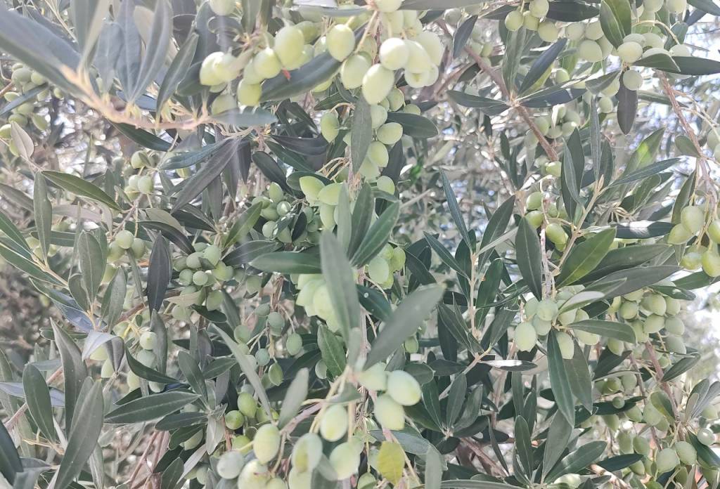 Ibraoliva ingressa como colaborador em ação contra herbicida hormonal