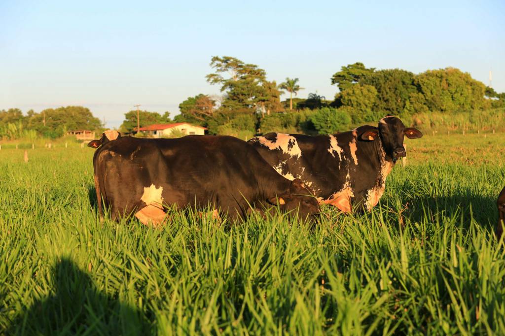 Produtores de três estados apresentarão ganhos com uso do touro Girolando