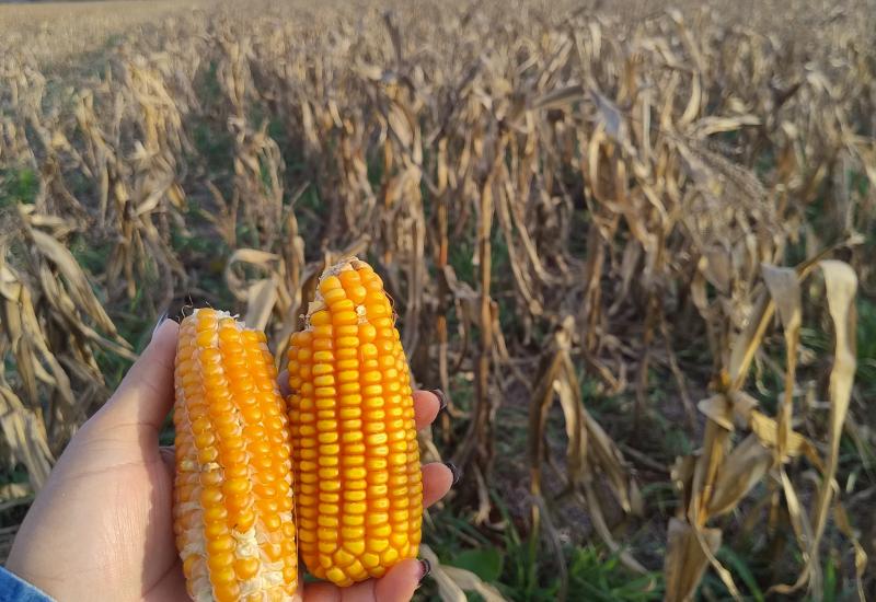 Estiagem reduz produtividade da soja e do milho em Mato Grosso do Sul, aponta estudo da Aprosoja/MS