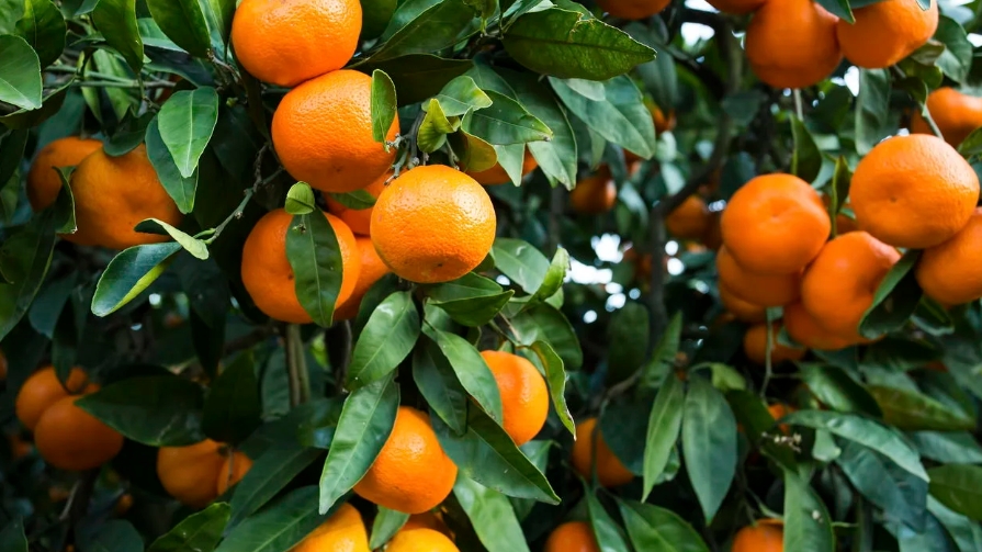 Citricultura em alta: Minas Gerais potencializa produção de laranja, tangerina e limão com salto expressivo