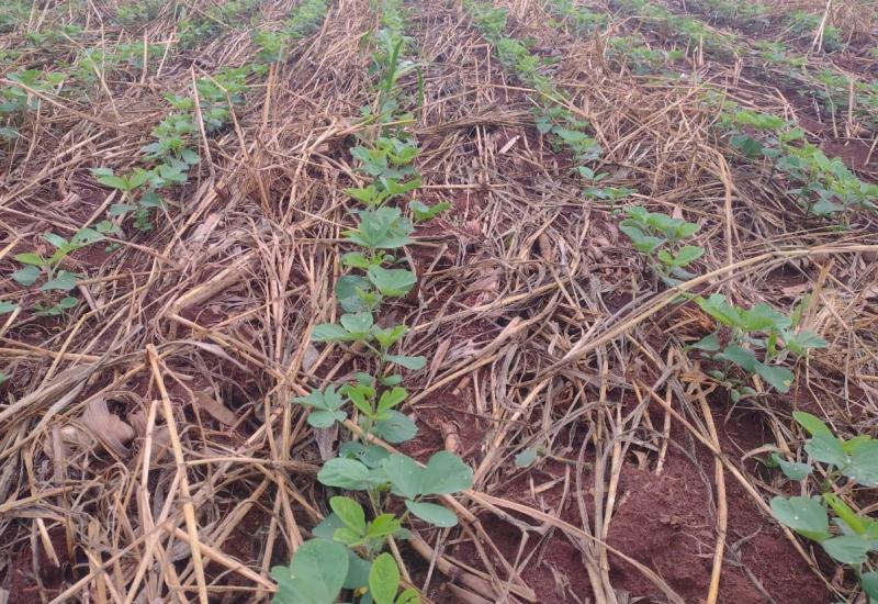 Soja: mais de 16% da área foi plantada em MS