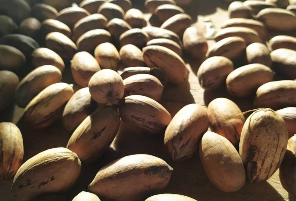 Enapecan 2025 inicia com debate sobre mercado interno e exportações da noz-pecã brasileira