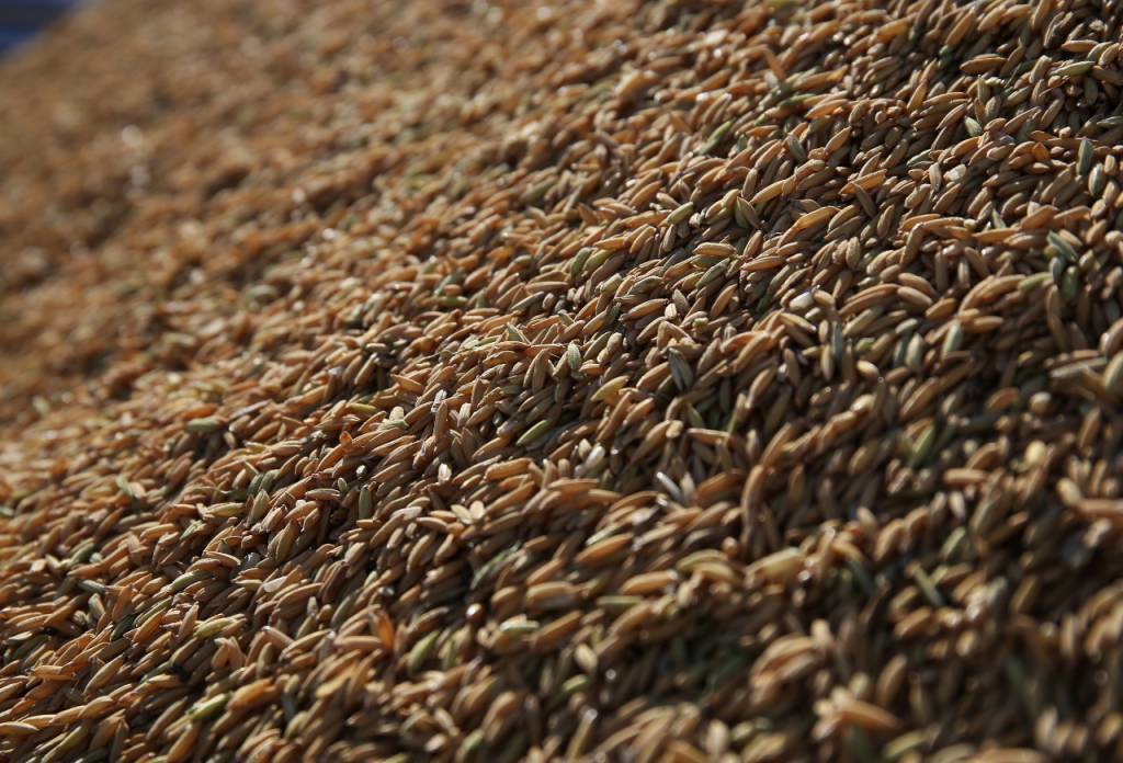 Arrozeiros orientam sobre classificação do arroz e reforçam canal de denúncias a consumidores