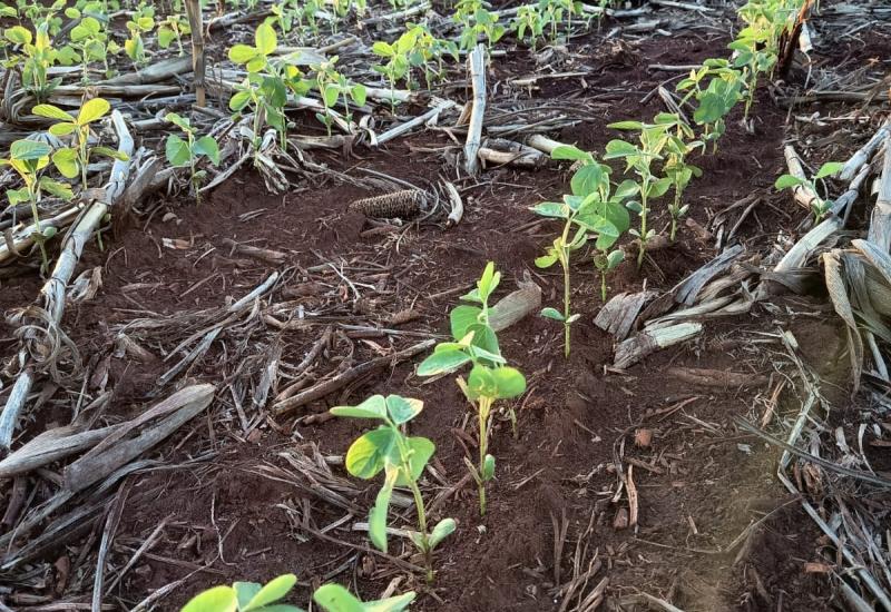 Com 30,9% da área plantada, safra de soja avança sob influência do La Niña