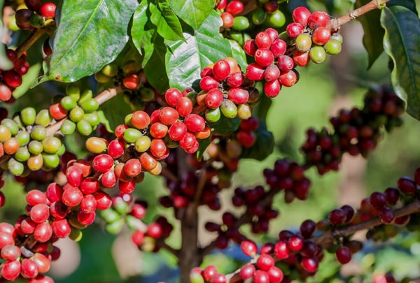 Valor Bruto da Produção agropecuária mineira mantém estimativa de crescimento recorde