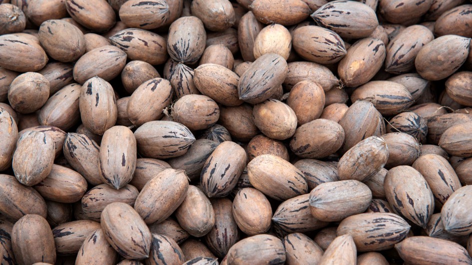 Enapecan 2025 inicia com debate sobre mercado interno e exportações da noz-pecã brasileira