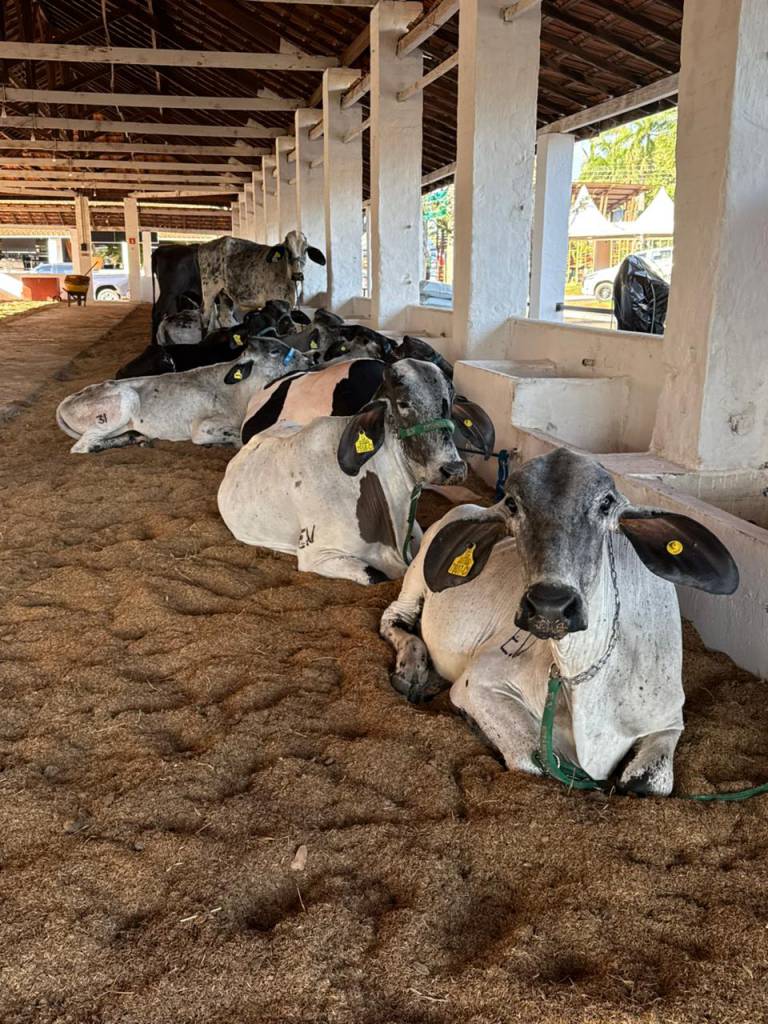 Raça Girolando é destaque na ExpoGenética MS 2025 com julgamento de animais na quinta e sexta-feira