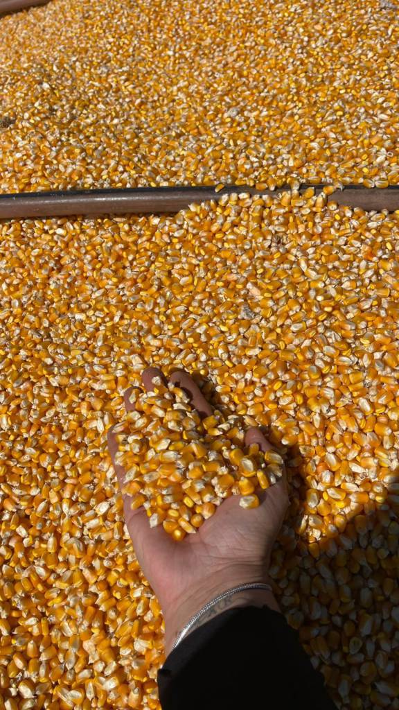 Produtividade do milho aumenta mais de 60% em Mato Grosso do Sul, aponta levantamento do SIGA-MS