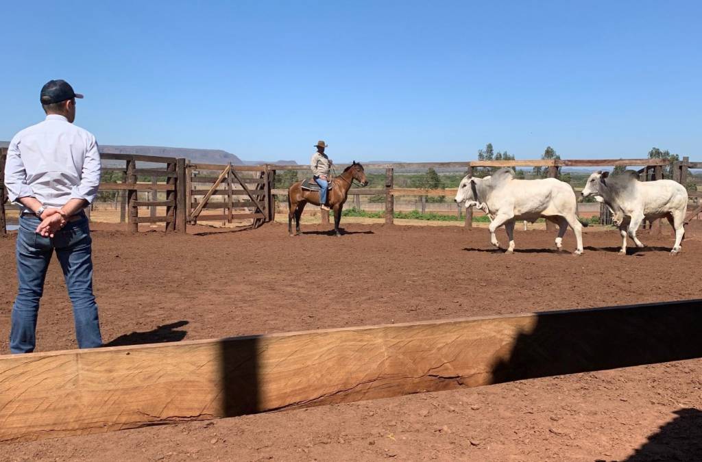 CFM oferta 300 touros hoje às 19h no Canal do Boi