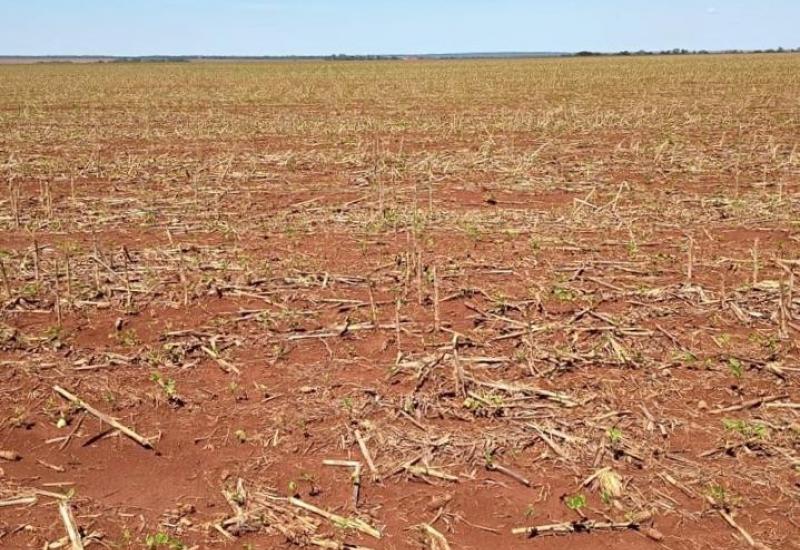 Granizo atinge cerca de 2 mil hectares de soja em Mato Grosso do Sul