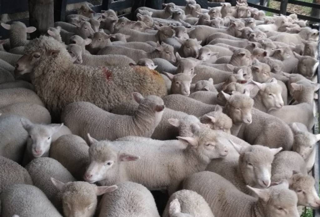 Valorização do cordeiro ganha força e rompe barreiras de preço no Rio Grande do Sul