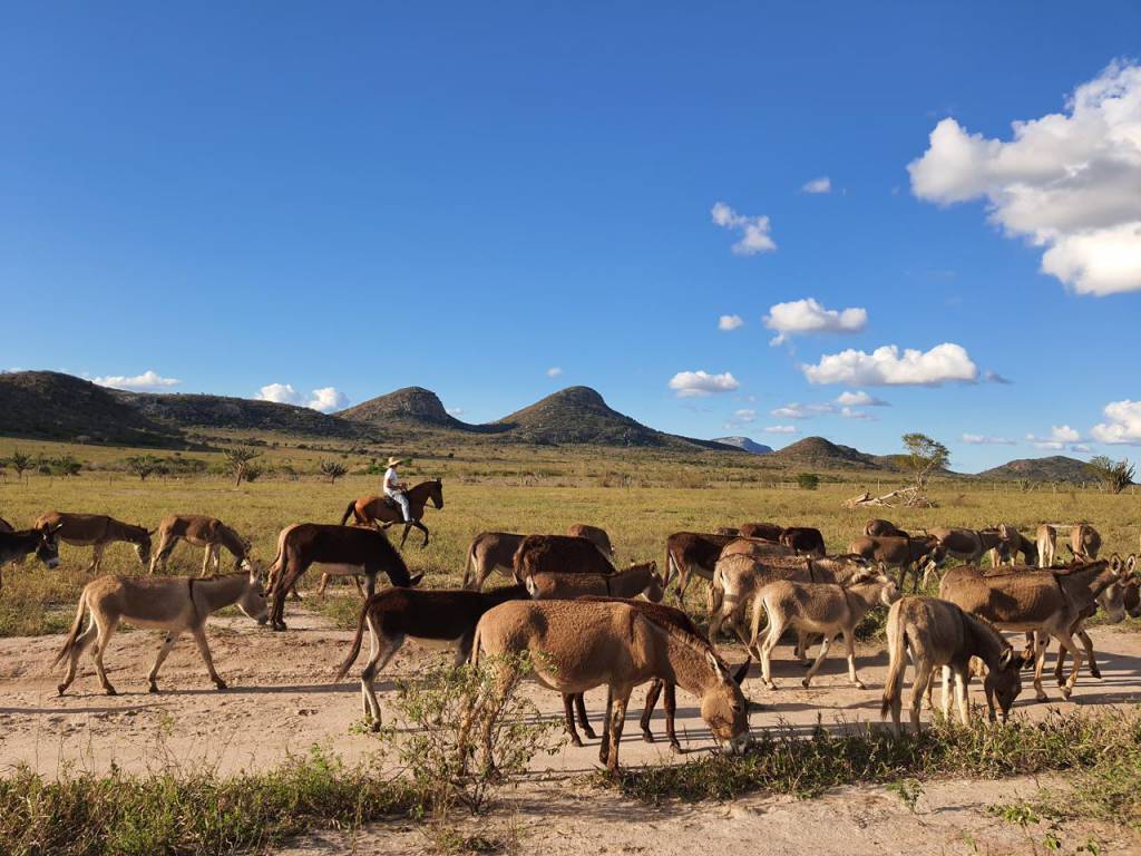 Justiça Federal reconhece legalidade do abate de jumentos 