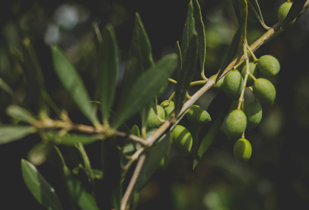 Bagé reúne especialistas do Brasil e Uruguai em evento que projeta o futuro da olivicultura