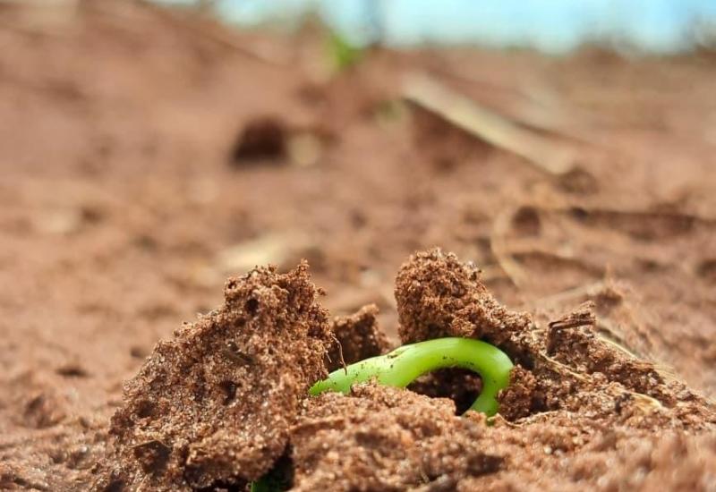 Clima favorável acelera plantio de soja entre outubro e novembro em Mato Grosso do Sul