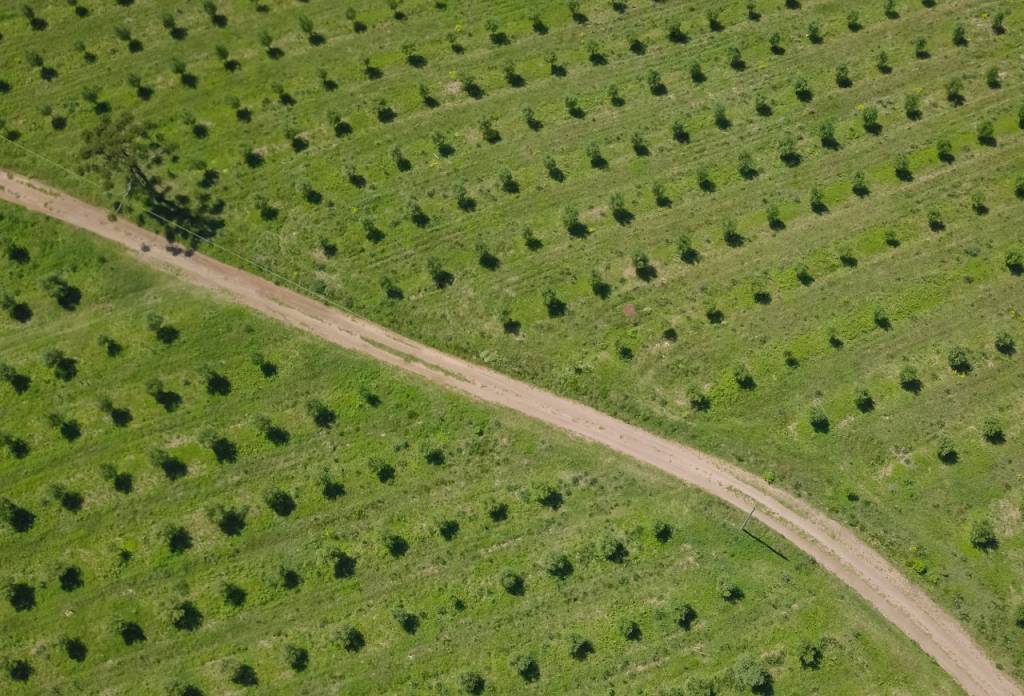 Seminário vai debater alternativas para desenvolvimento do olivoturismo no Brasil