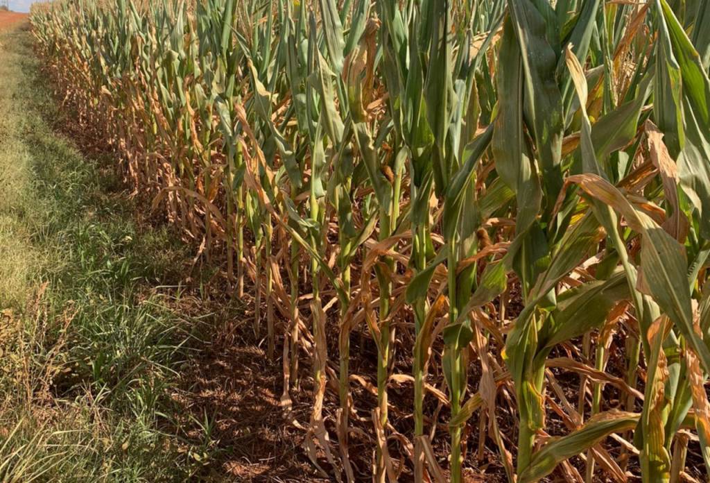 Lei que altera contratos de seguro entra em vigor em dezembro e impacta no seguro rural