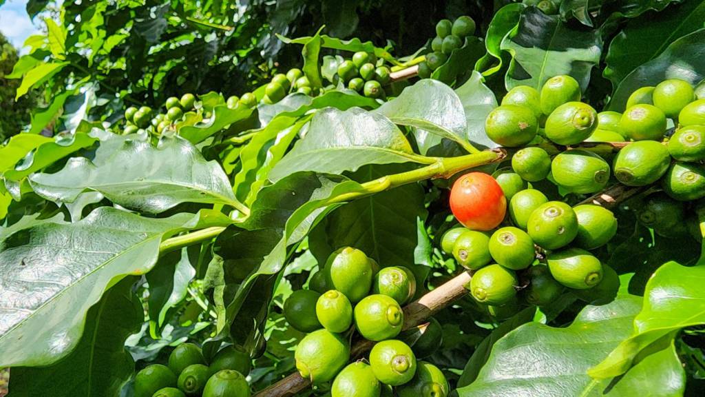 Estimativa de recorde: Valor Bruto da Produção agropecuária mineira deve alcançar R$ 168,1 bilhões neste ano