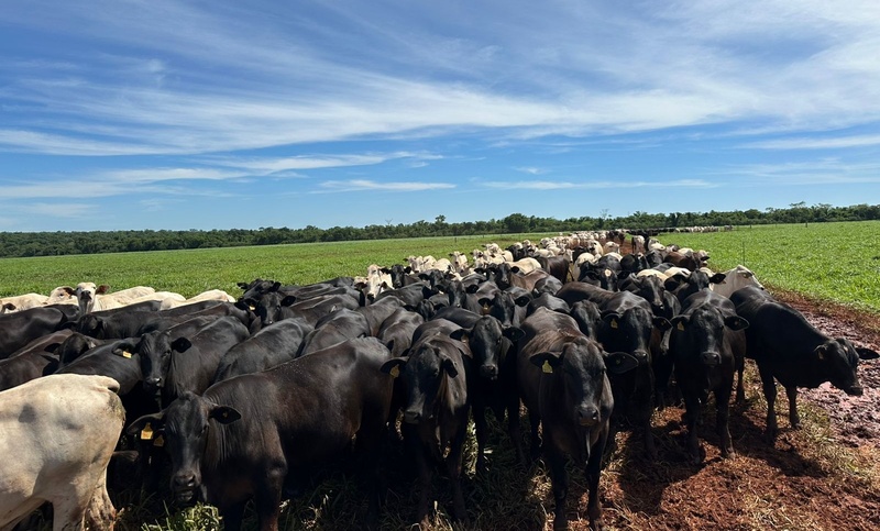 Circuito Cria da Scot Consultoria é concluído após percorrer 43 propriedades em menos de dois meses