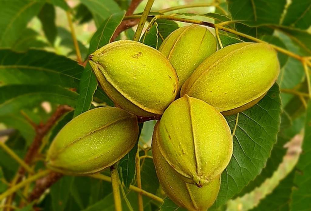 IBPecan projeta um ano de 2026 com safra maior de noz-pecã