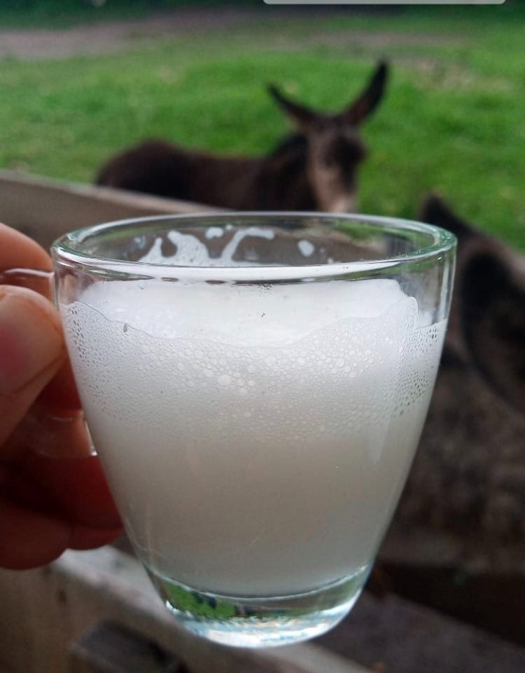 Leite de jumenta pode impulsionar crescimento da pecuária brasileira