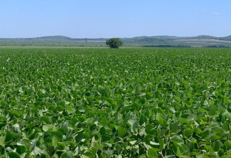 Prazo para cadastro de áreas de soja encerra em um mês em Mato Grosso do Sul